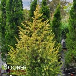 GOLD CONE JUNIPER -SOONER PLANT FARM Sales DETA3 1095