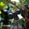 AUTUMN MAGIC BLACK CHOKEBERRY 2 AUTUMN MAGIC BLACK CHOKEBERRY -SOONER PLANT FARM Sales DETA3 1100