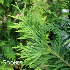 GREEN GIANT ARBORVITAE -SOONER PLANT FARM Sales DETA3 113