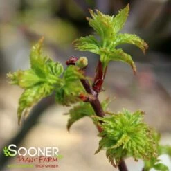 LION'S HEAD UPRIGHT JAPANESE MAPLE -SOONER PLANT FARM Sales DETA3 1199