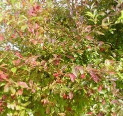 BLACKGUM -SOONER PLANT FARM Sales DETA3 12