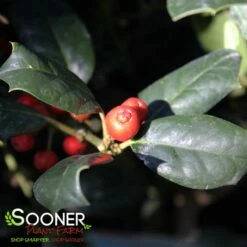 NELLIE R. STEVENS HOLLY 7 NELLIE R. STEVENS HOLLY -SOONER PLANT FARM Sales DETA3 1213