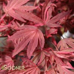SHIRAZZ UPRIGHT JAPANESE MAPLE 7 SHIRAZZ UPRIGHT JAPANESE MAPLE -SOONER PLANT FARM Sales DETA3 1225