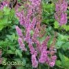 VISIONS ASTILBE 2 VISIONS ASTILBE -SOONER PLANT FARM Sales DETA3 1328