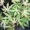 AMBER GHOST UPRIGHT JAPANESE MAPLE -SOONER PLANT FARM Sales DETA3 1409