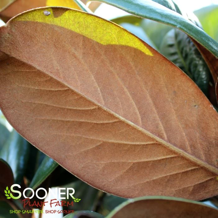 TEDDY BEAR® MAGNOLIA 4 TEDDY BEAR® MAGNOLIA - Image 2