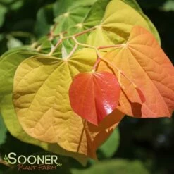 THE RISING SUN™ REDBUD 12 THE RISING SUN™ REDBUD -SOONER PLANT FARM Sales DETA3 1530