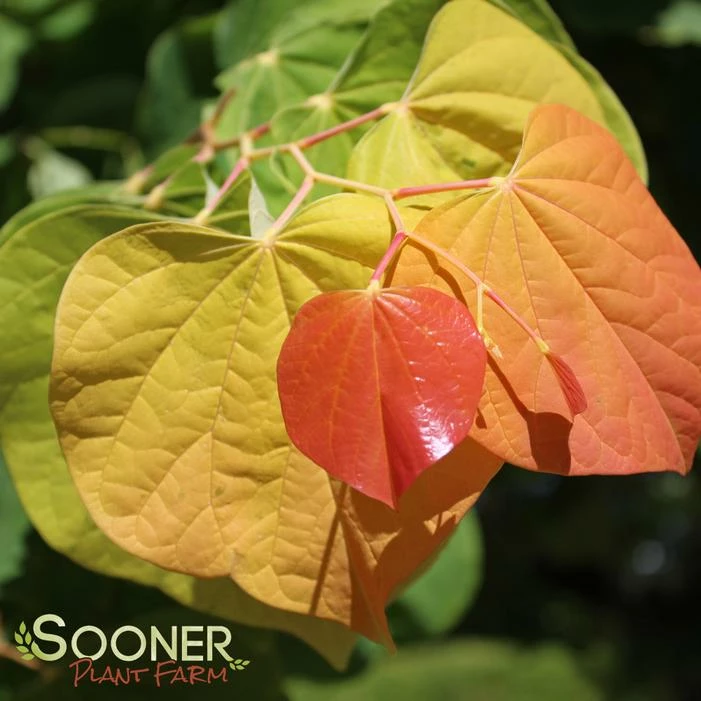 THE RISING SUN™ REDBUD 7 THE RISING SUN™ REDBUD - Image 5