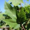 BOWHALL MAPLE -SOONER PLANT FARM Sales DETA3 174