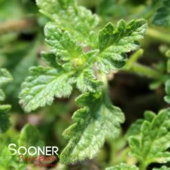 HOMESTEAD PURPLE VERBENA 7 HOMESTEAD PURPLE VERBENA -SOONER PLANT FARM Sales DETA3 1852