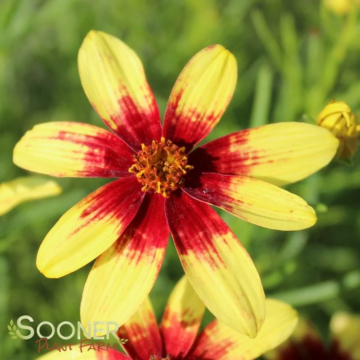 ROUTE 66 TICKSEED 3 ROUTE 66 TICKSEED