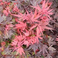 SHAINA DWARF UPRIGHT JAPANESE MAPLE -SOONER PLANT FARM Sales DETA3 1874