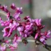 TRAVELLER WEEPING REDBUD 2 TRAVELLER WEEPING REDBUD -SOONER PLANT FARM Sales DETA3 1935