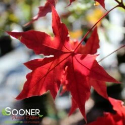 FIRE DRAGON® SHANTUNG MAPLE -SOONER PLANT FARM Sales DETA3 2002