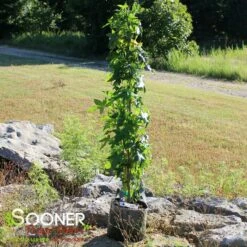 SLENDER SILHOUETTE SWEETGUM -SOONER PLANT FARM Sales DETA3 2064