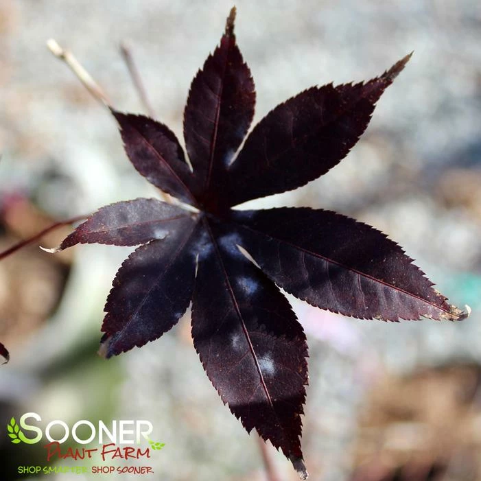 EMPEROR I UPRIGHT JAPANESE MAPLE 3 EMPEROR I UPRIGHT JAPANESE MAPLE