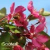 INDIAN MAGIC CRABAPPLE -SOONER PLANT FARM Sales DETA3 22