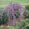 RUBY FALLS WEEPING REDBUD 1 RUBY FALLS WEEPING REDBUD -SOONER PLANT FARM Sales DETA3 2311