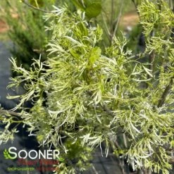 AMERICAN FRINGETREE -SOONER PLANT FARM Sales DETA3 2343