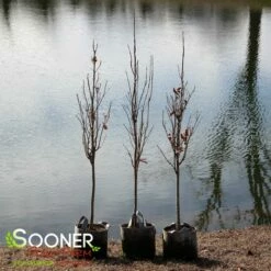 KINDRED SPIRIT® OAK -SOONER PLANT FARM Sales DETA3 2372