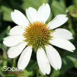 POW WOW® WHITE CONEFLOWER 7 POW WOW® WHITE CONEFLOWER -SOONER PLANT FARM Sales DETA3 2501