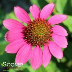 POW WOW® WILD BERRY CONEFLOWER 7 POW WOW® WILD BERRY CONEFLOWER -SOONER PLANT FARM Sales DETA3 2502