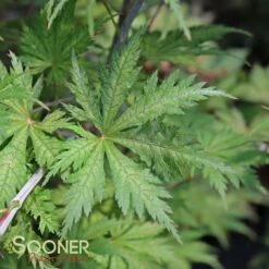 ARIADNE UPRIGHT JAPANESE MAPLE 10 ARIADNE UPRIGHT JAPANESE MAPLE -SOONER PLANT FARM Sales DETA3 2564