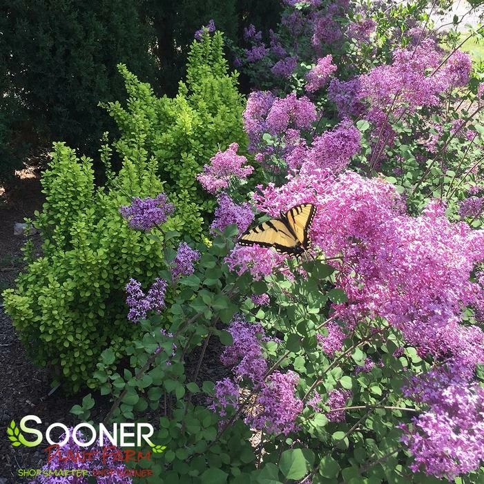 BLOOMERANG® DARK PURPLE LILAC 4 BLOOMERANG® DARK PURPLE LILAC - Image 2