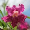 BURGUNDY DESERT WILLOW 1 BURGUNDY DESERT WILLOW -SOONER PLANT FARM Sales DETA3 26