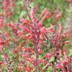 KUDOS™ CORAL HYSSOP 10 KUDOS™ CORAL HYSSOP -SOONER PLANT FARM Sales DETA3 2606