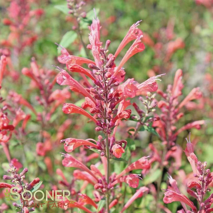 KUDOS™ CORAL HYSSOP 6 KUDOS™ CORAL HYSSOP - Image 4