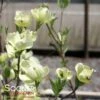 CHEROKEE PRINCESS® DOGWOOD -SOONER PLANT FARM Sales DETA3 27