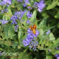 SAPPHIRE SURF™ BLUEBEARD 7 SAPPHIRE SURF™ BLUEBEARD -SOONER PLANT FARM Sales DETA3 2838