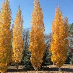 PARKLAND PILLAR® BIRCH 7 PARKLAND PILLAR® BIRCH -SOONER PLANT FARM Sales DETA3 2848