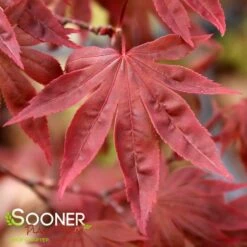 DRAGON TEARS™ WEEPING JAPANESE MAPLE 7 DRAGON TEARS™ WEEPING JAPANESE MAPLE -SOONER PLANT FARM Sales DETA3 3118