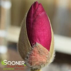 BLACK TULIP® MAGNOLIA -SOONER PLANT FARM Sales DETA3 3122