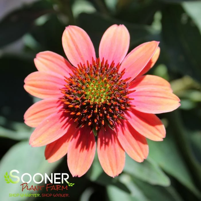 SOMBRERO® HOT CORAL CONEFLOWER 4 SOMBRERO® HOT CORAL CONEFLOWER - Image 2