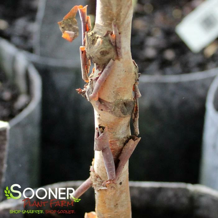 SHILOH SPLASH RIVER BIRCH 3 SHILOH SPLASH RIVER BIRCH