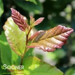 PERSIAN SPIRE™ IRONWOOD -SOONER PLANT FARM Sales DETA3 3148