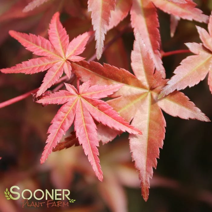 DESHOJO UPRIGHT JAPANESE MAPLE 4 DESHOJO UPRIGHT JAPANESE MAPLE - Image 2