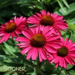 KISMET® RASPBERRY CONEFLOWER -SOONER PLANT FARM Sales DETA3 3571