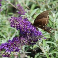 BUZZ® MIDNIGHT BUTTERFLY BUSH 9 BUZZ® MIDNIGHT BUTTERFLY BUSH -SOONER PLANT FARM Sales DETA3 3582