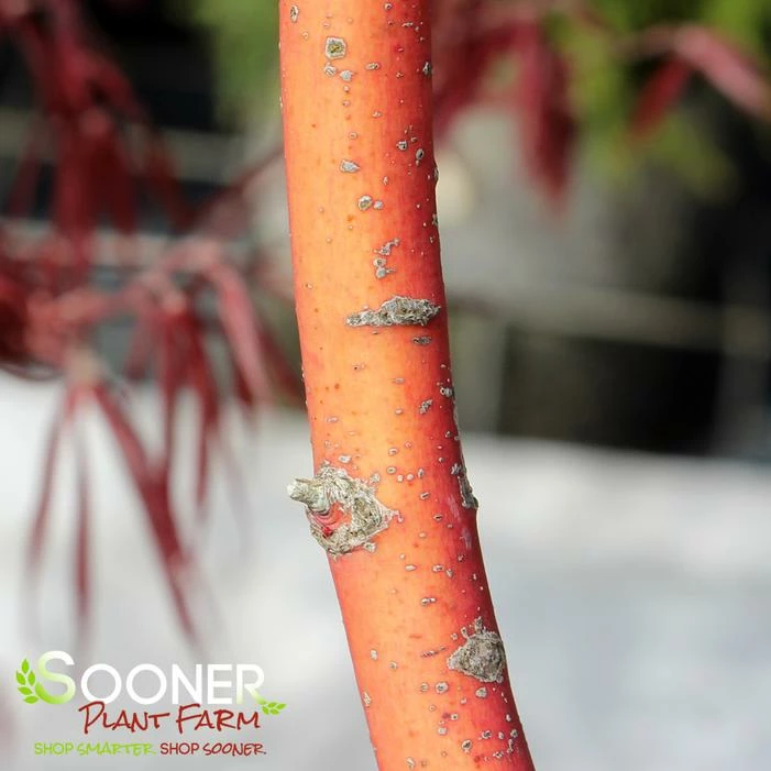 BENI KAWA CORAL BARK UPRIGHT JAPANESE MAPLE 4 BENI KAWA CORAL BARK UPRIGHT JAPANESE MAPLE - Image 2