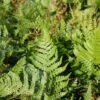 AUTUMN FERN 1 AUTUMN FERN -SOONER PLANT FARM Sales DETA3 3699