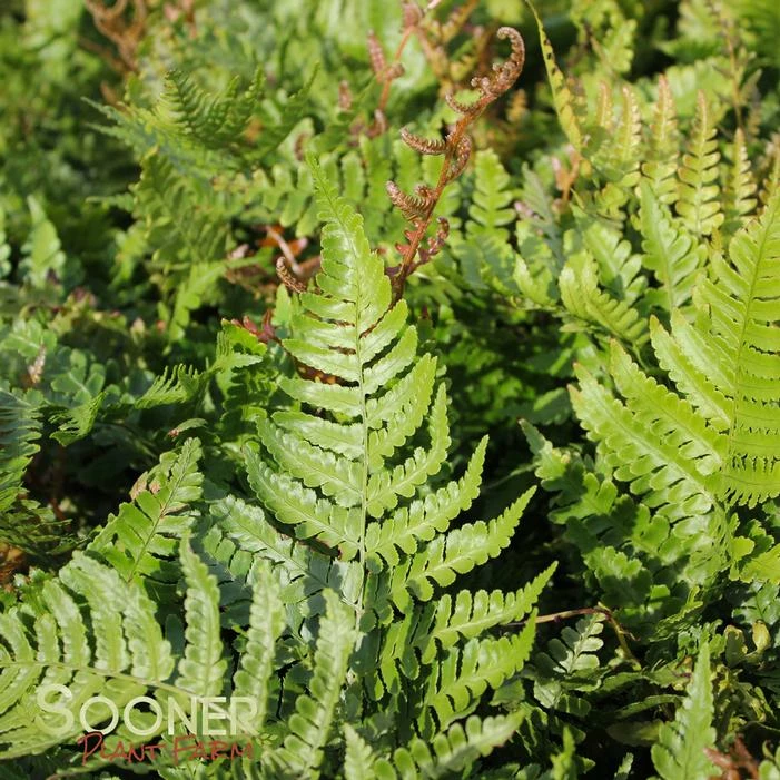 AUTUMN FERN 3 AUTUMN FERN