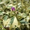 SUGAR TIP® GOLD ALTHEA 1 SUGAR TIP® GOLD ALTHEA -SOONER PLANT FARM Sales DETA3 3737