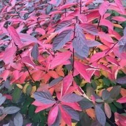 SCENTLANDIA® SWEETSPIRE -SOONER PLANT FARM Sales DETA3 3741