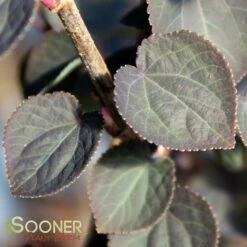 RED FOX KATSURA TREE 7 RED FOX KATSURA TREE -SOONER PLANT FARM Sales DETA3 3756