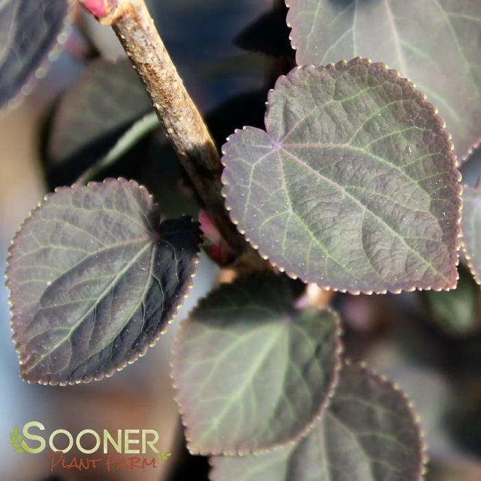 RED FOX KATSURA TREE 5 RED FOX KATSURA TREE - Image 3