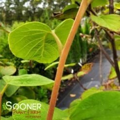 FRAGRANT SNOWBELL -SOONER PLANT FARM Sales DETA3 3762